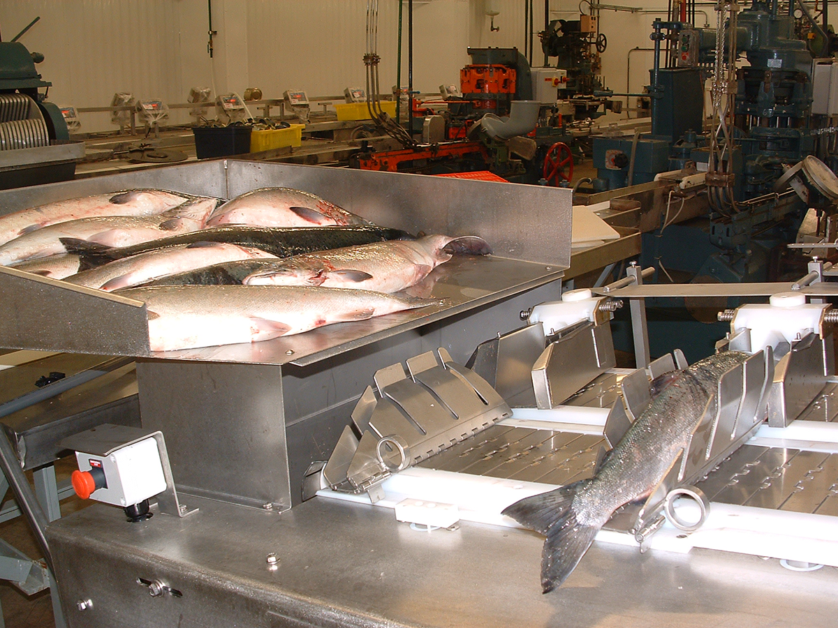 Wild Salmon - Pisces Fish Machinery